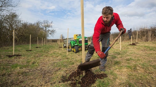 Forestry ranger planting trees on the estate at Kingston Lacy, Dorset